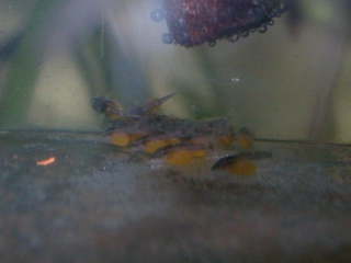 Ancistrus sp. `RIO TOCANTINS`